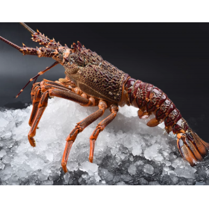 特大澳洲大龙虾澳龙鲜活冷冻海鲜