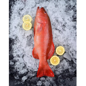 红东星斑鲜活冷冻野生东星斑石斑鱼海鲜水产