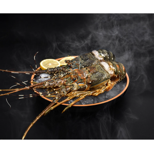 特大鲜活大龙虾海鲜冷冻青龙